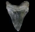Bargain, Fossil Megalodon Tooth - Georgia #66090-1